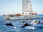 Super Catamarano Costa e Delfini