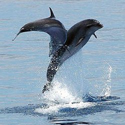 Delfini Gite In Barca E Crociere Gran Canaria Gran Canaria Boat Trips Maggio 21